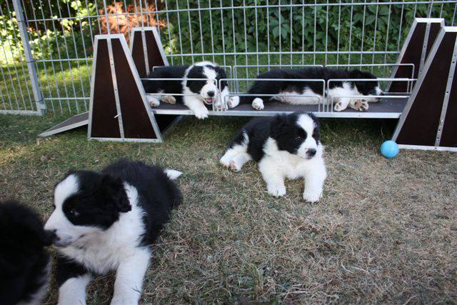 3in1 für Border Zucht