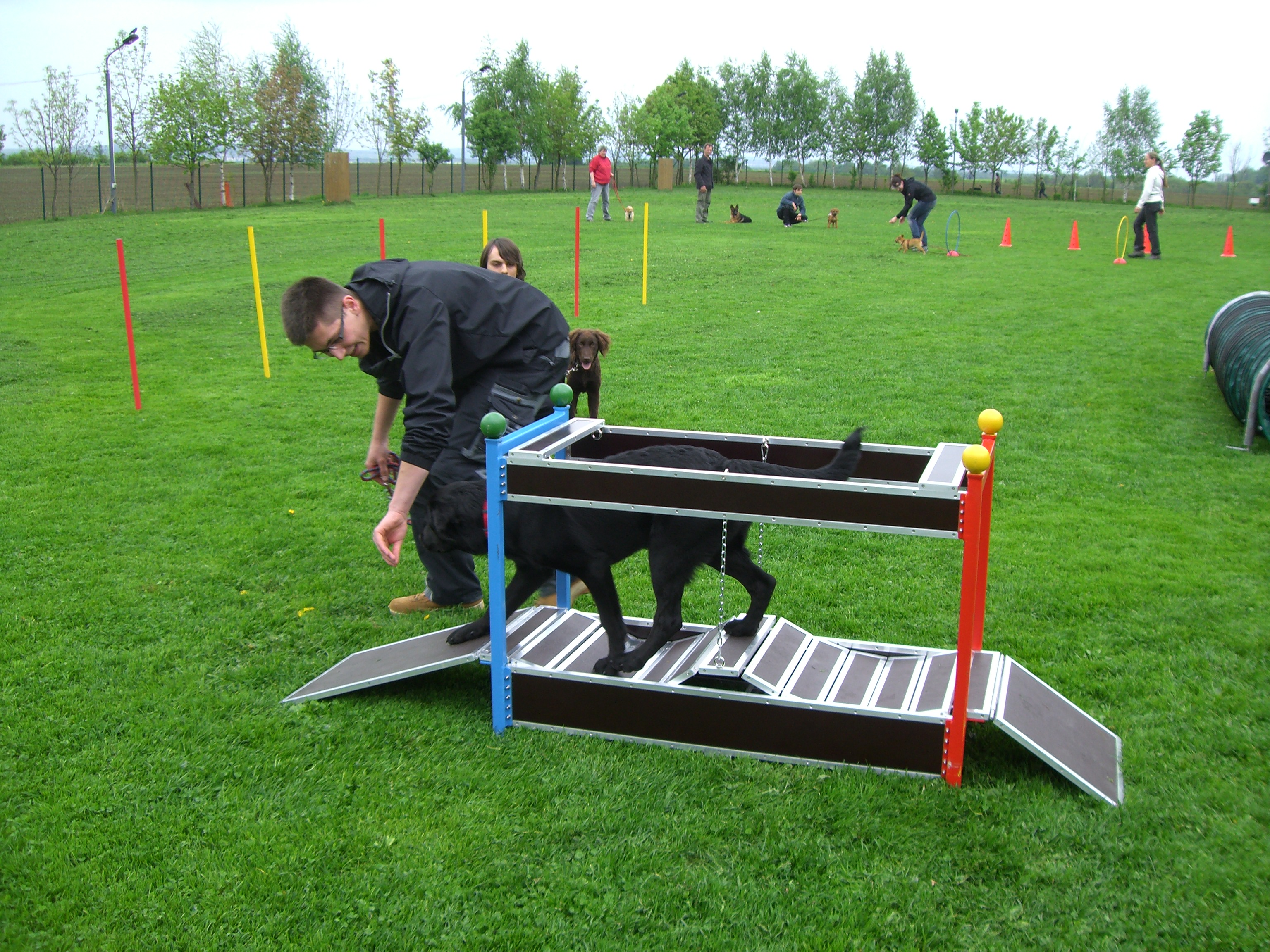 Hängebrücke ist sehr beliebt in der Hundeschule